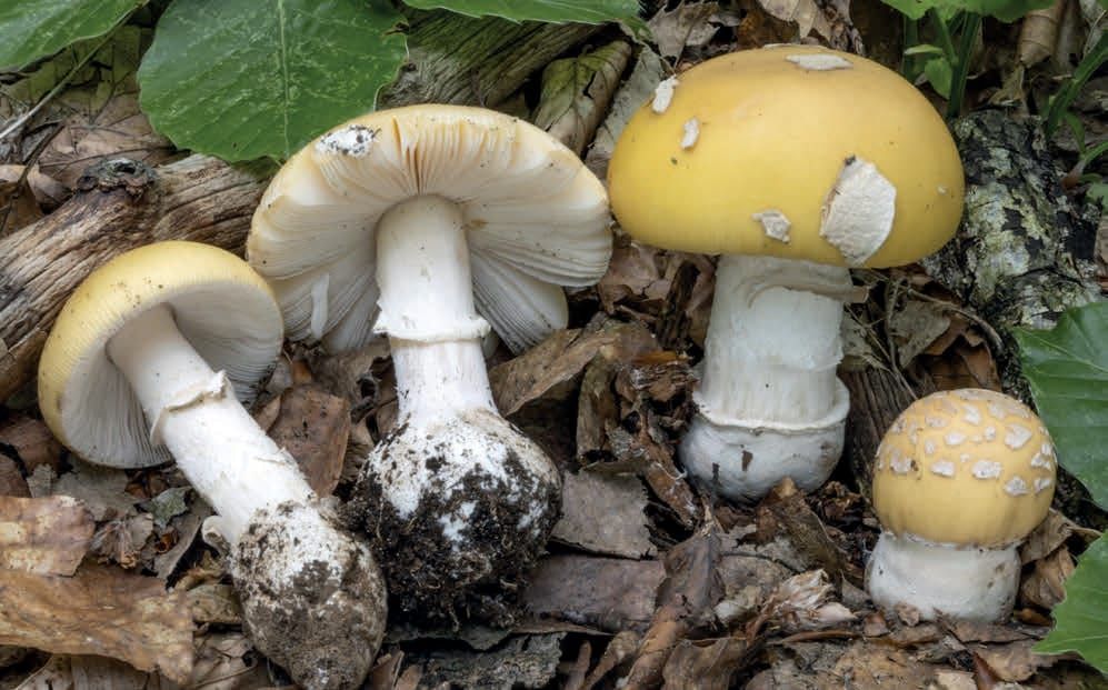 Amanita gemmata