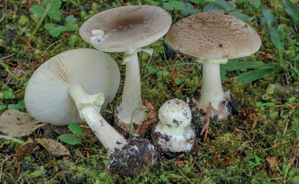 Amanita intermedia
