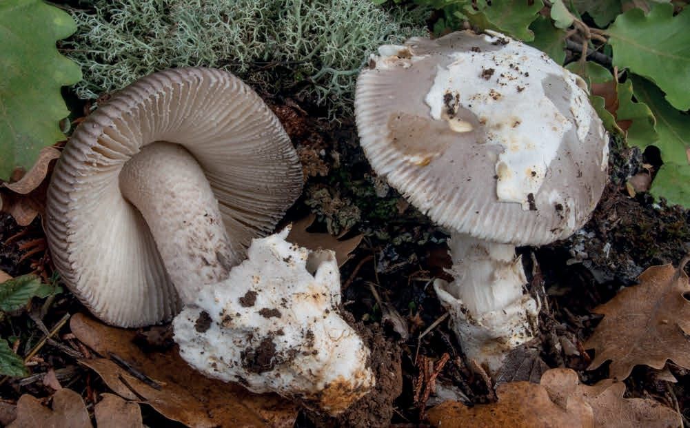 Amanita mairei