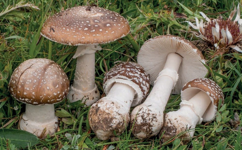 Amanita pantherina