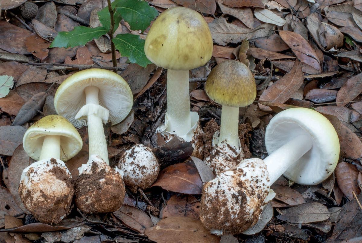 Amanita phalloides