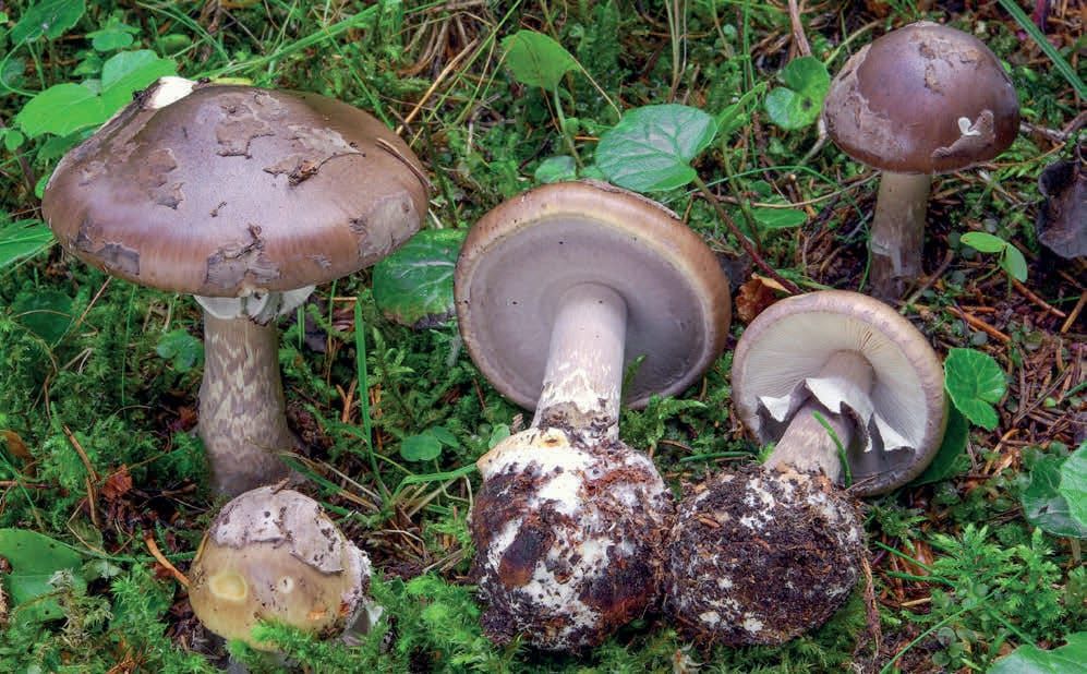 Amanita porphyria