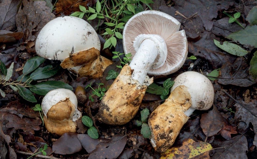 Amanita proxima