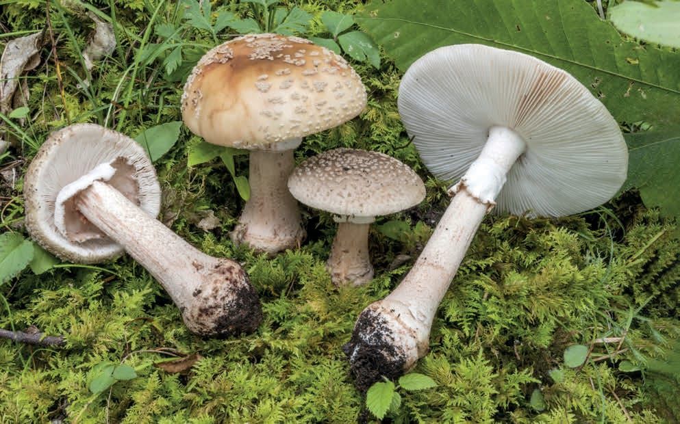 Amanita rubescens