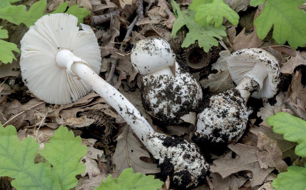 Amanita verna