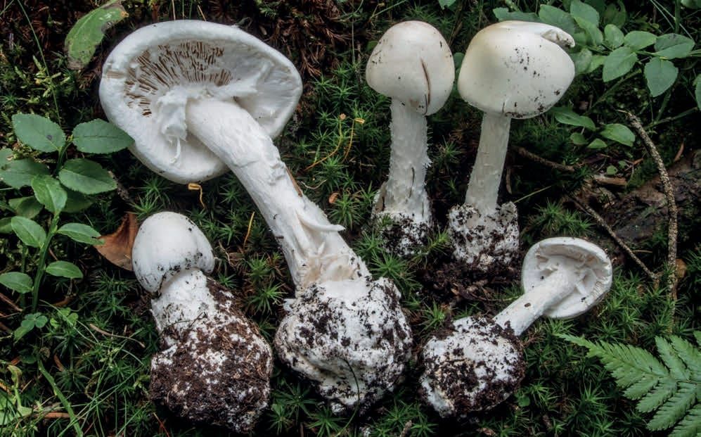 Amanita virosa