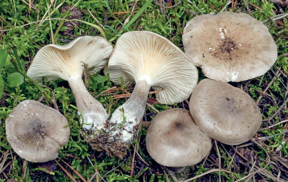 Ampulloclitocybe clavipes