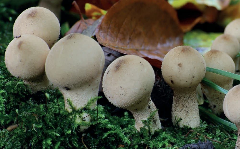 Apioperdon pyriforme