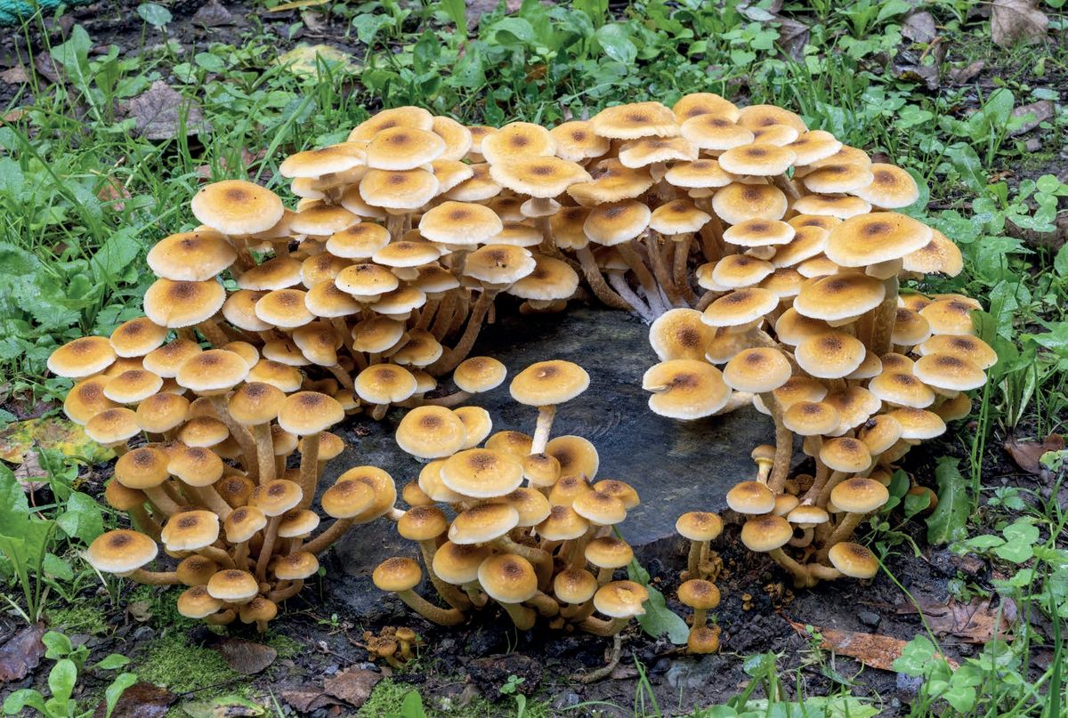Armillaria mellea