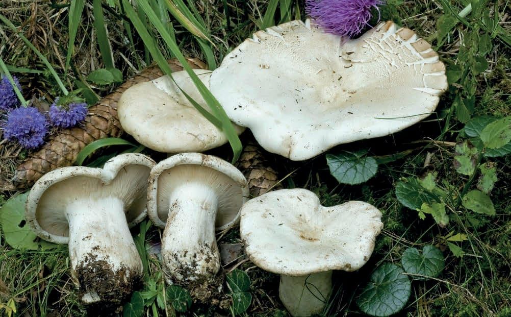 Aspropaxillus giganteus