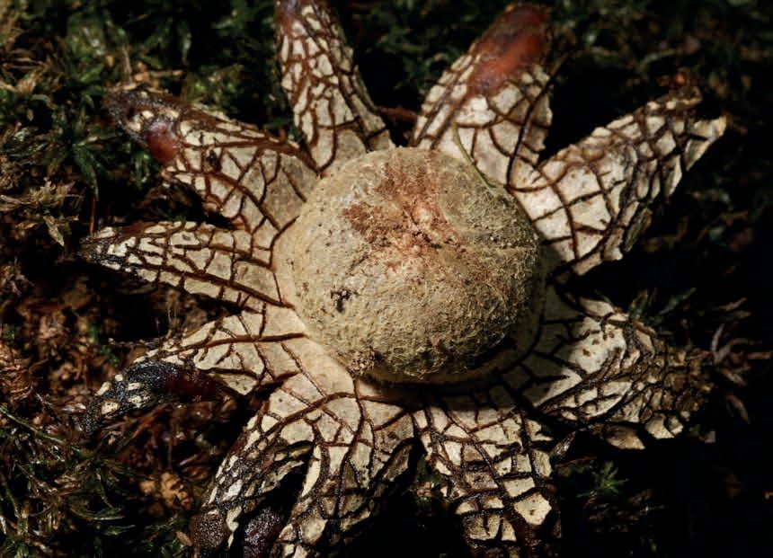 Astraeus hygrometricus