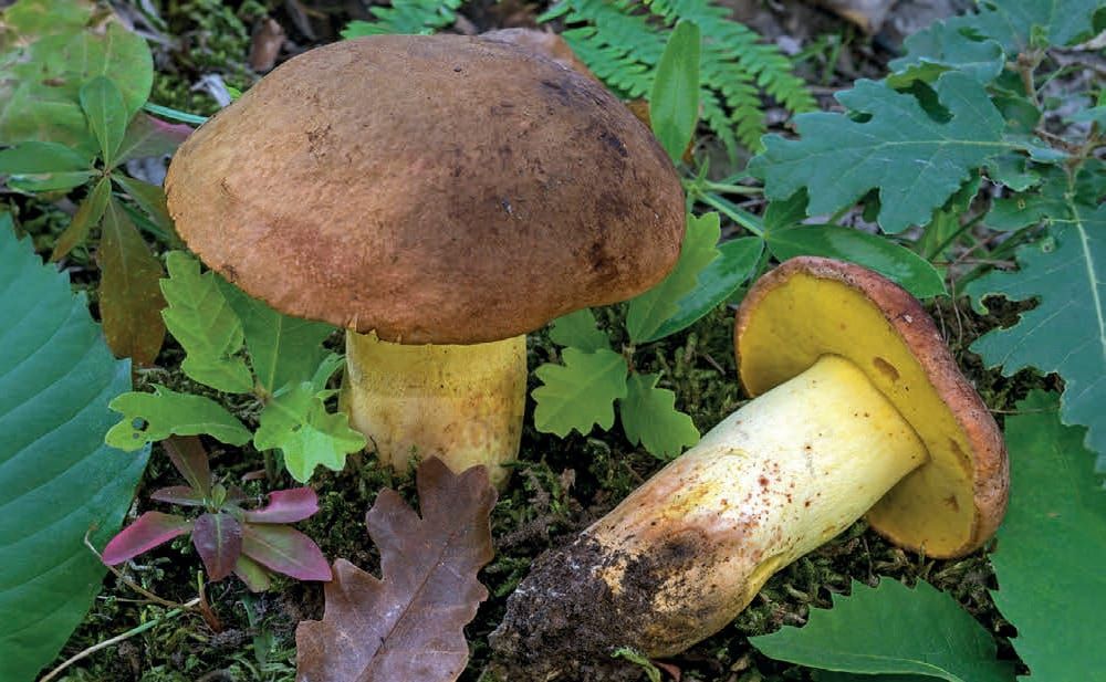 Butyriboletus appendiculatus