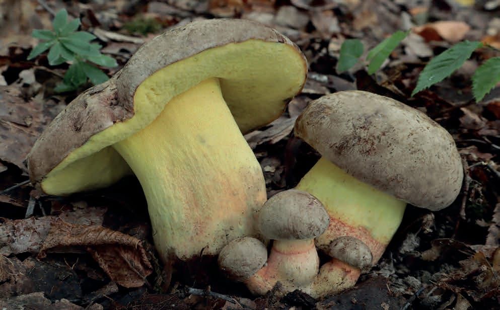 Butyriboletus fechtneri