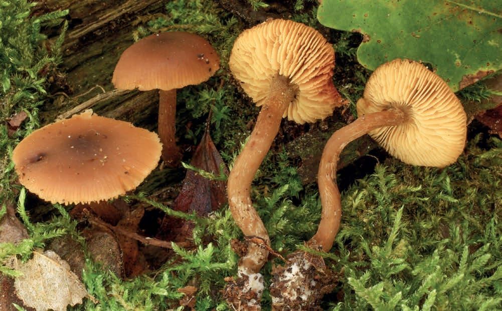 Callistosporium luteo-olivaceum