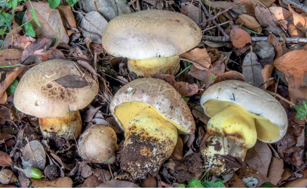 Caloboletus radicans