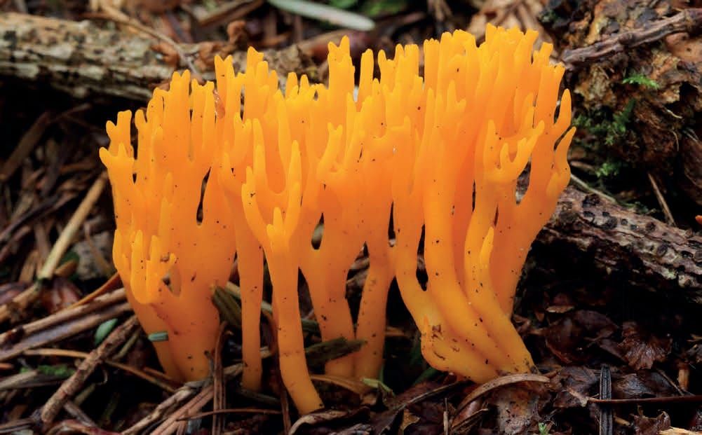 Calocera viscosa