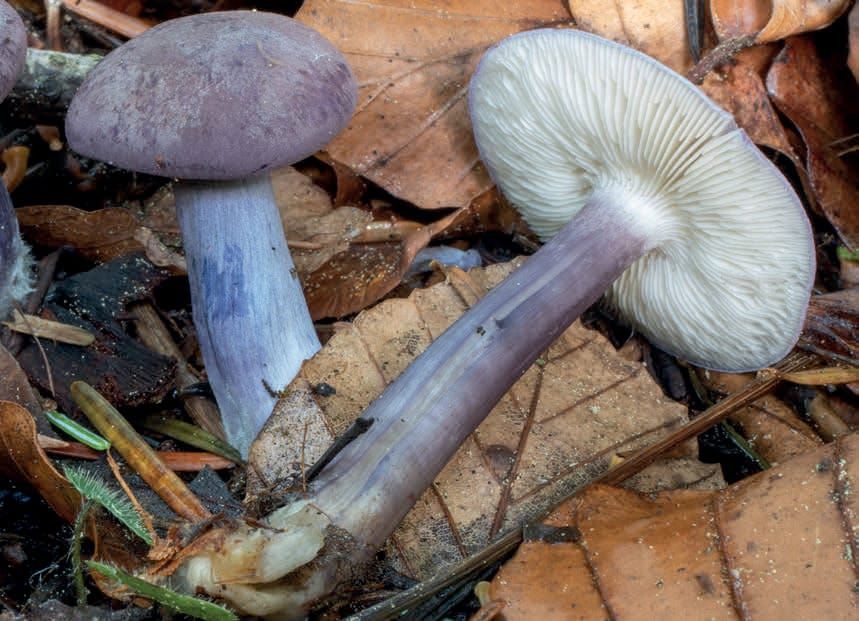 Calocybe ionides