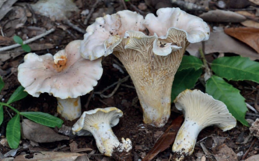 Cantharellus alborufescens