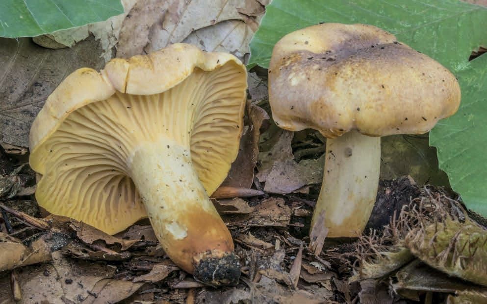 Cantharellus amethysteus