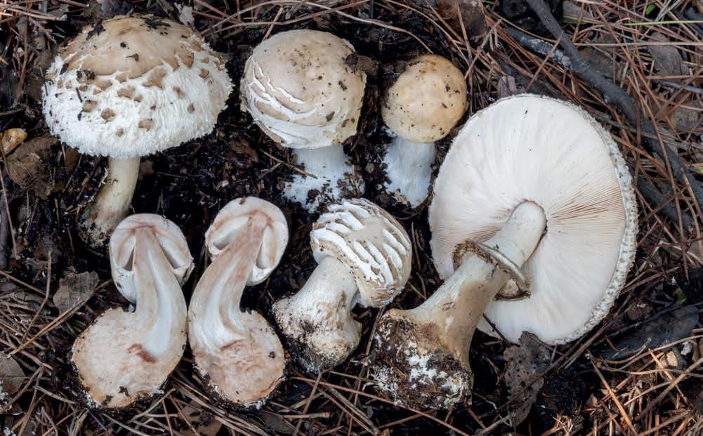 Chlorophyllum brunneum