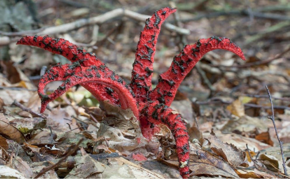 Clathrus archeri