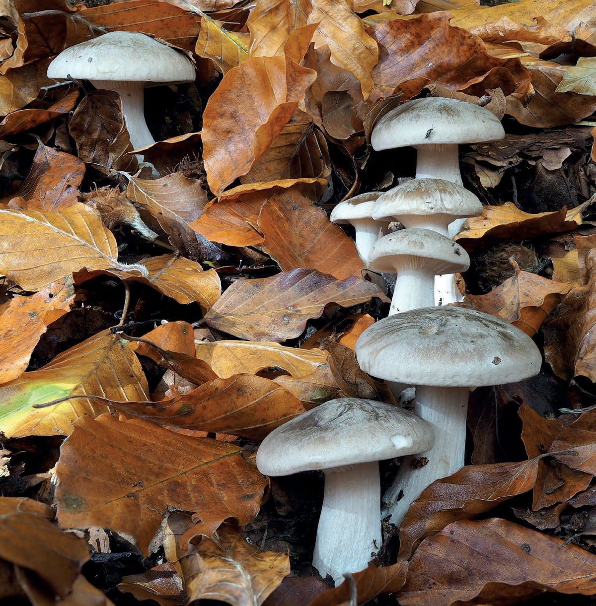 Clitocybe nebularis