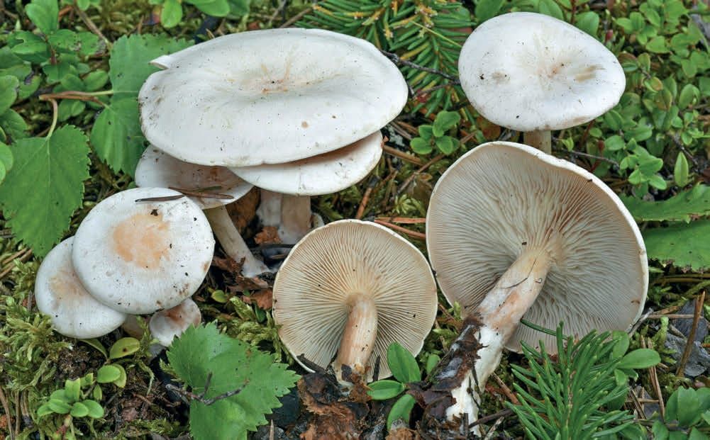 Clitocybe phyllophila