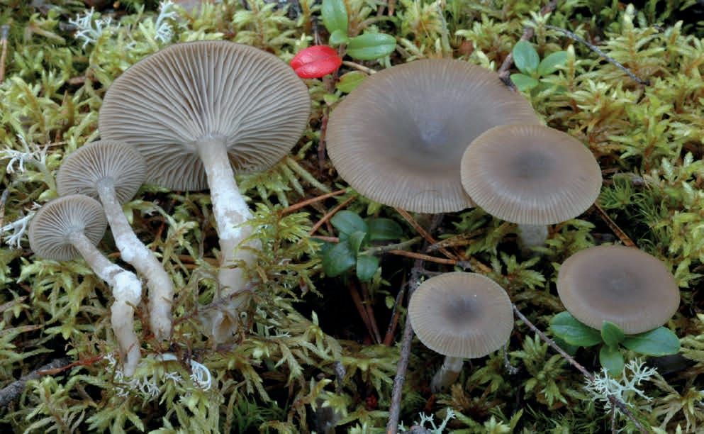 Clitocybe vibecina