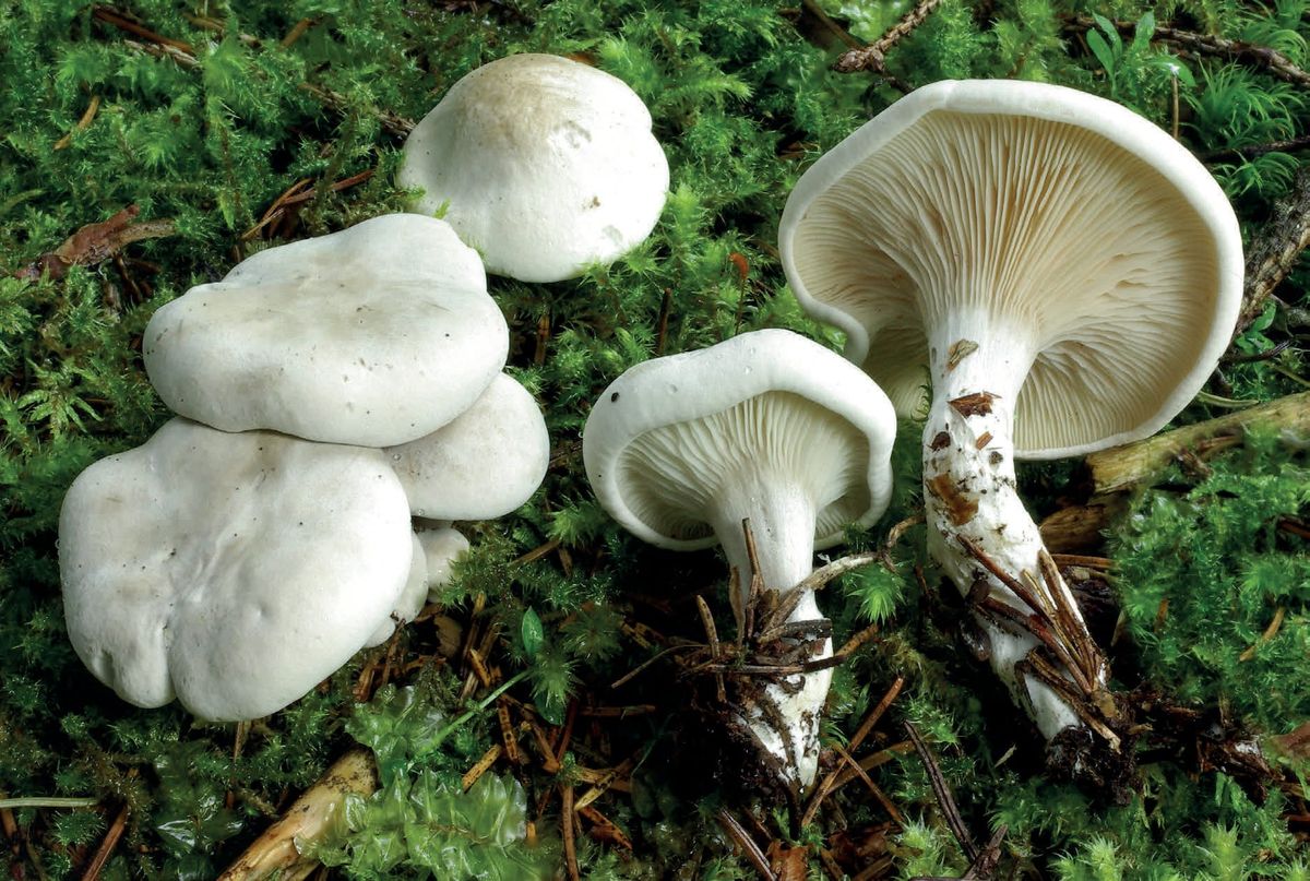 Clitopilus prunulus