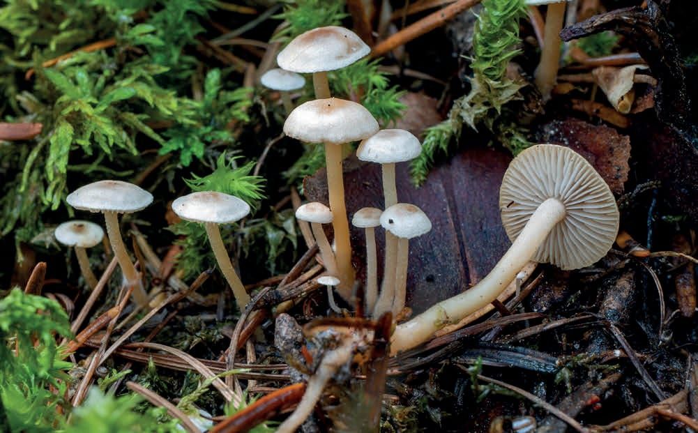 Collybia cirrhata