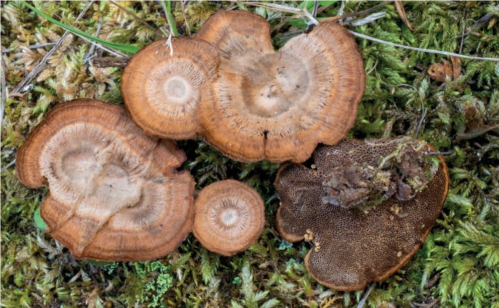 Coltricia perennis