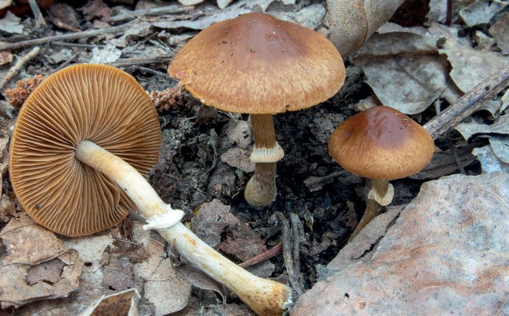 Conocybe aporos