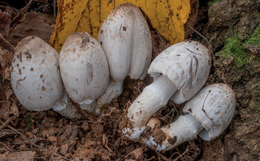 Coprinopsis atramentaria