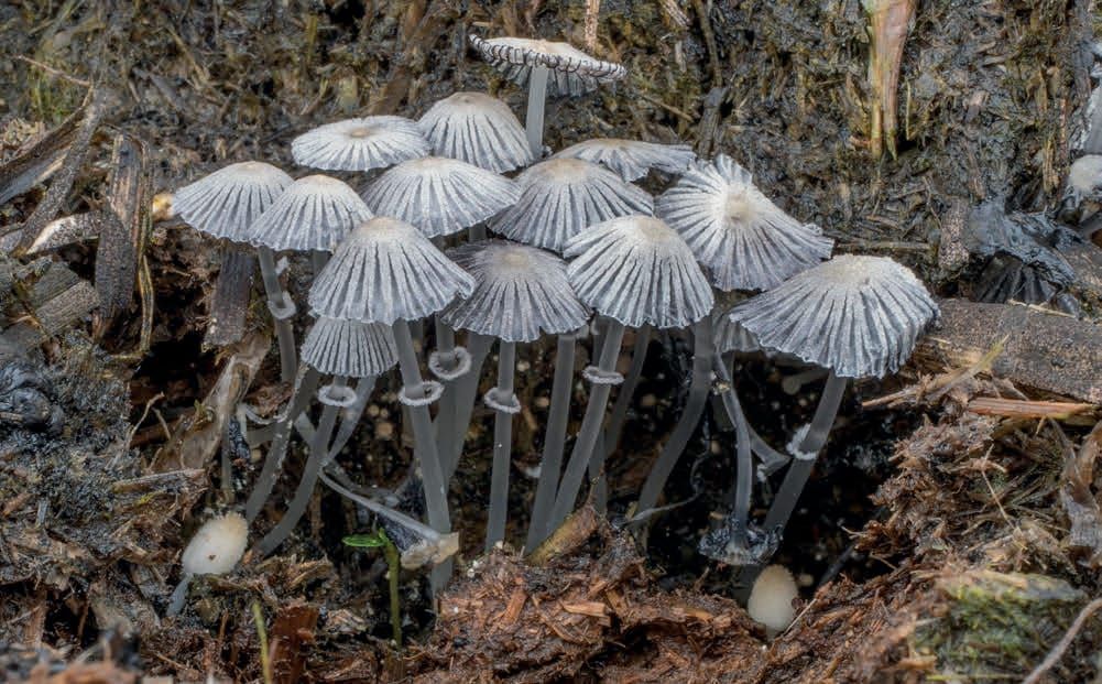 Coprinopsis ephemeroides