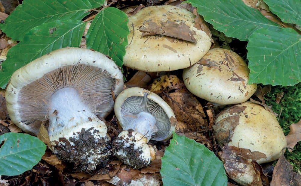 Cortinarius amoenolens