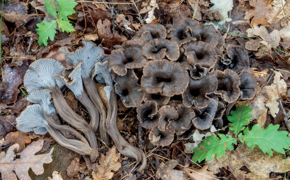 Craterellus cinereus