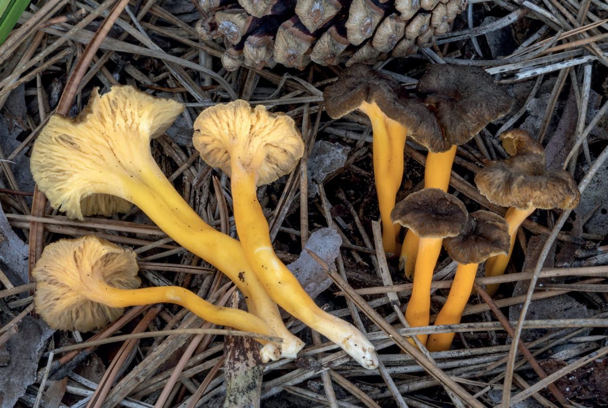 Craterellus lutescens