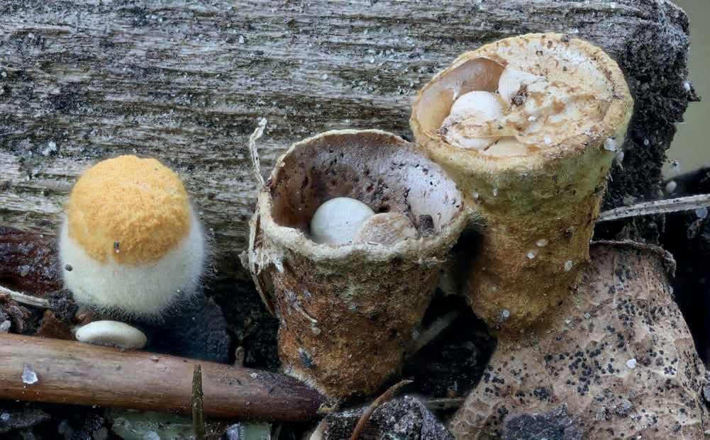 Crucibulum crucibuliforme