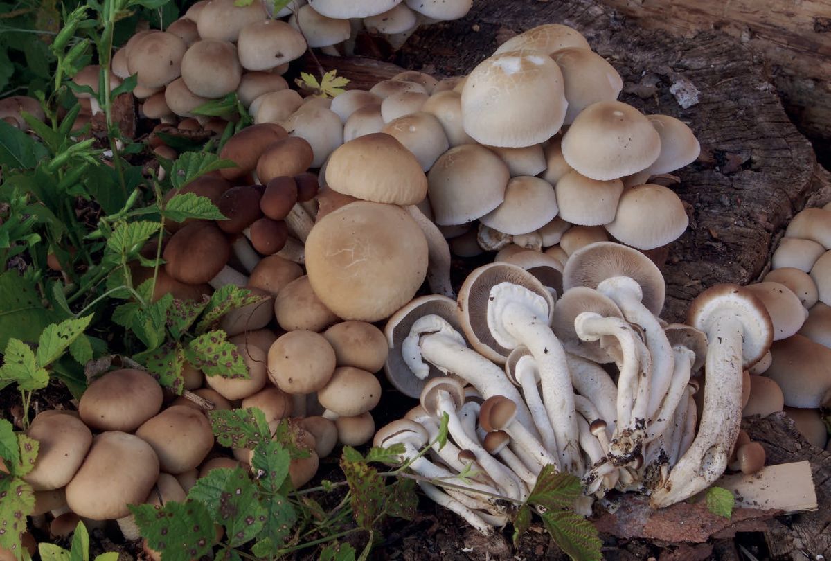 Cyclocybe cylindracea