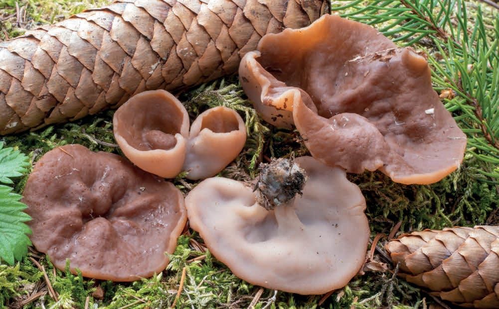 Discina perlata