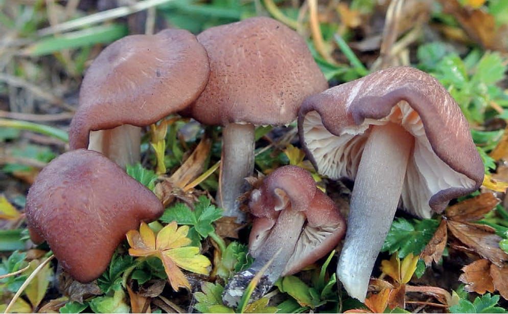 Entoloma catalaunicum