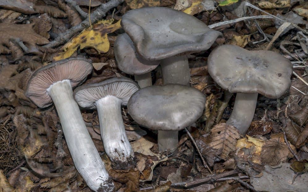 Entoloma lividoalbum