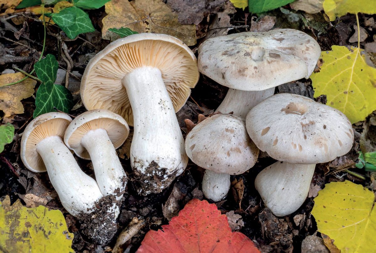 Entoloma sinuatum