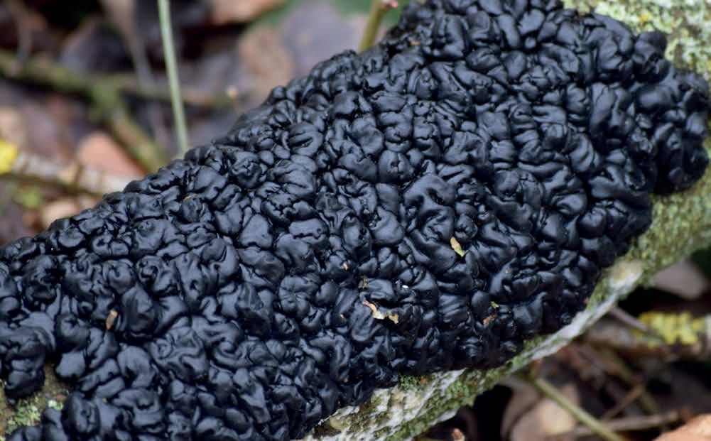 Exidia glandulosa