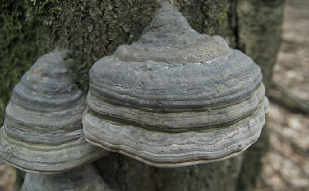 Fomes fomentarius