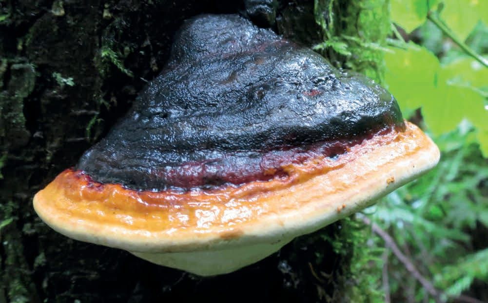 Fomitopsis pinicola