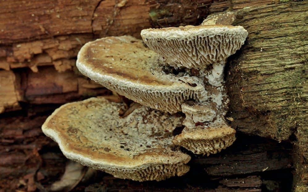 Fomitopsis quercina