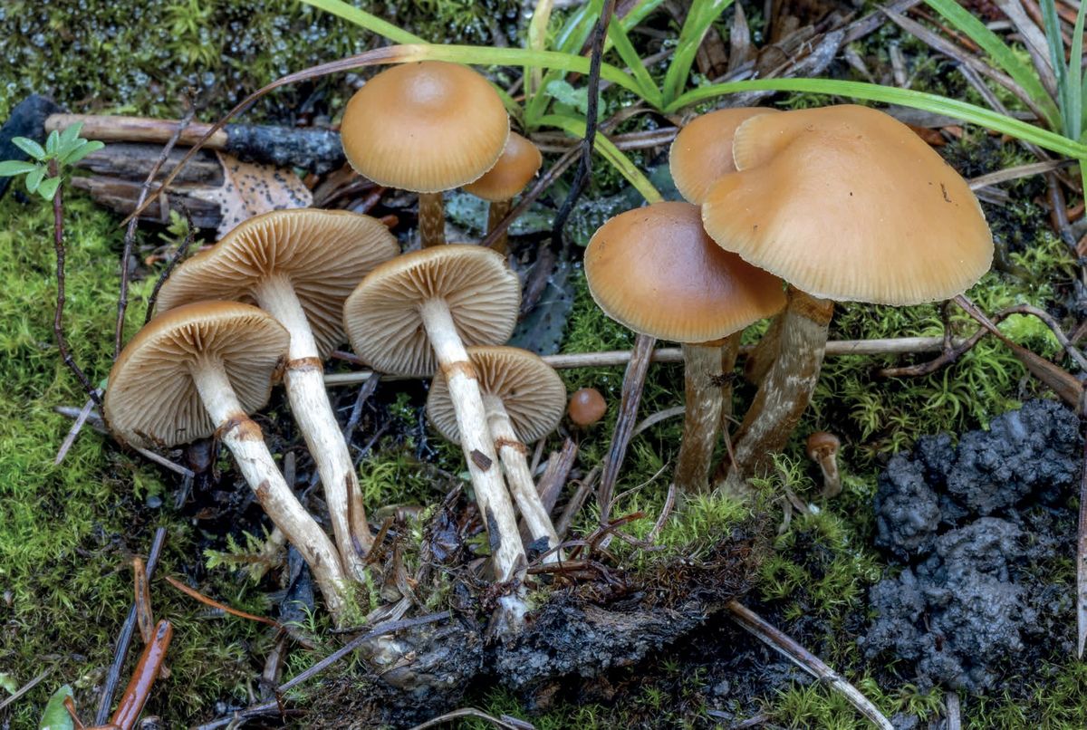 Galerina marginata