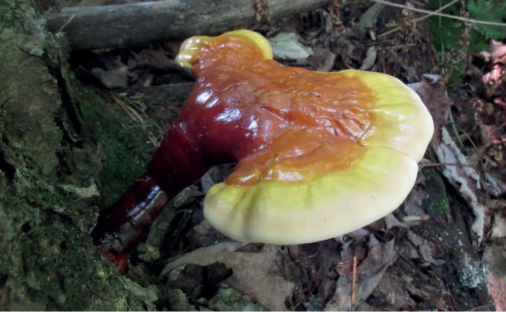 Ganoderma lucidum