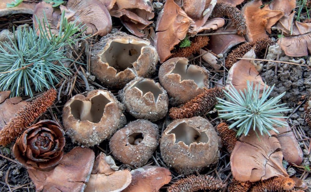 Geopora sumneriana